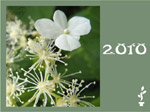 Bonne ann�es !