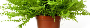 les plantes d'appartement