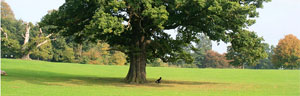 les arbres