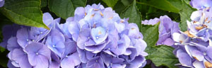 l'hortensia