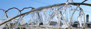 le gel et l'hivernage