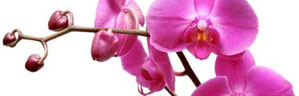 les orchidées