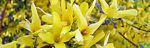les arbustes à fleurs