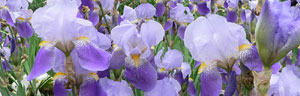 les iris