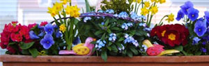 les jardinières de fleurs