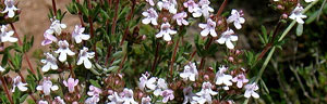 les plantes aromatiques