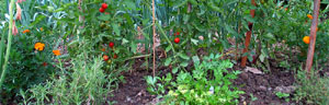 le potager
