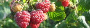 les petits fruits rouges