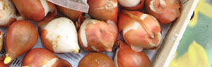 les bulbes