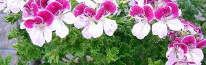 les géraniums (pelargonium)