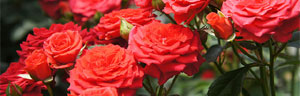 les rosiers