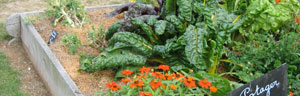 le potager en carr�s