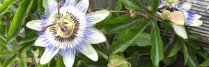 les plantes grimpantes