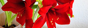 l'amaryllis