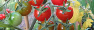 la tomate