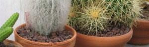 les cactus et plantes grasses