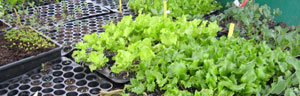 les semis de légumes