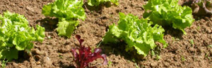les salades