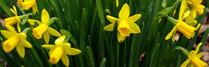 les bulbes de printemps