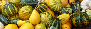 les courges et les courgettes