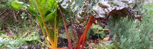 les légumes (avancés)
