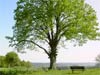 arbre