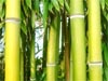 Bambous