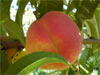 fruit - pêche