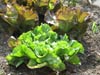 salades - l�gumes du potager