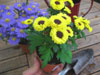 plantes vivaces