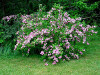 arbuste en fleurs