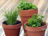 plantes aromatiques en pot