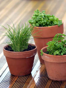 Aromatiques
