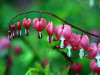 plante vivace